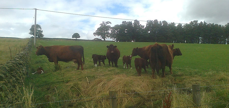 Luing cows with Simm Luing calves