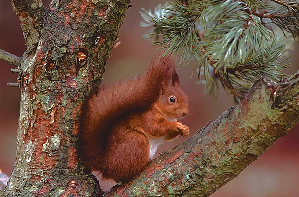 Red squirrel in tree by Jim Wilson